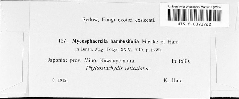 Mycosphaerella bambusifolia image