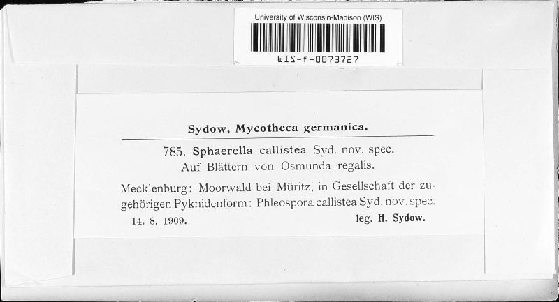 Mycosphaerella callistea image