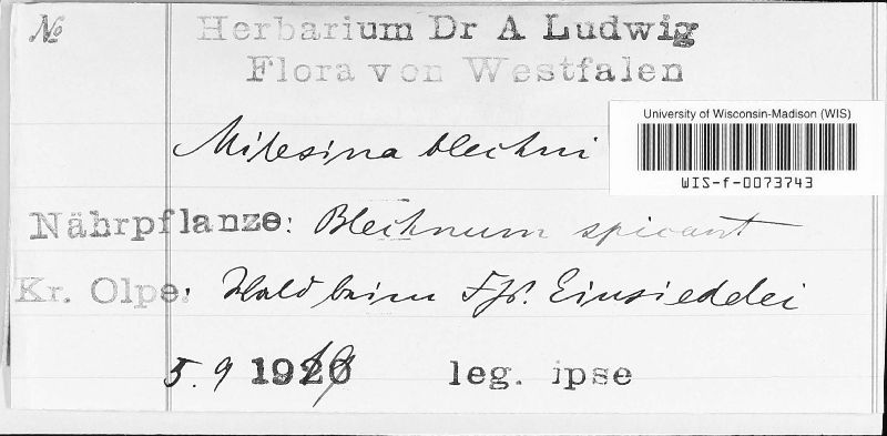 Milesina blechni image