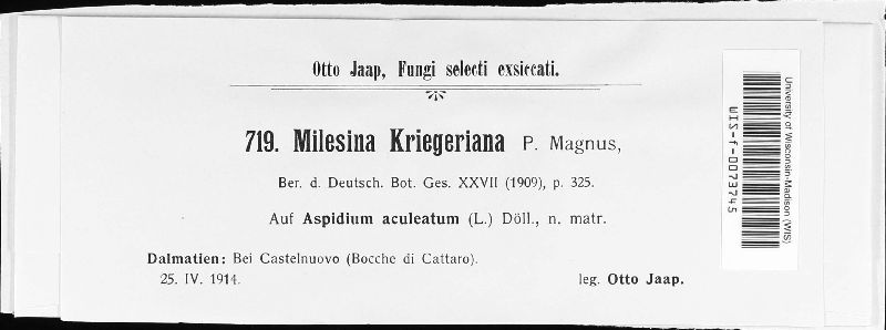 Milesina kriegeriana image