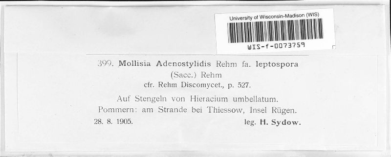 Mollisia adenostylidis image