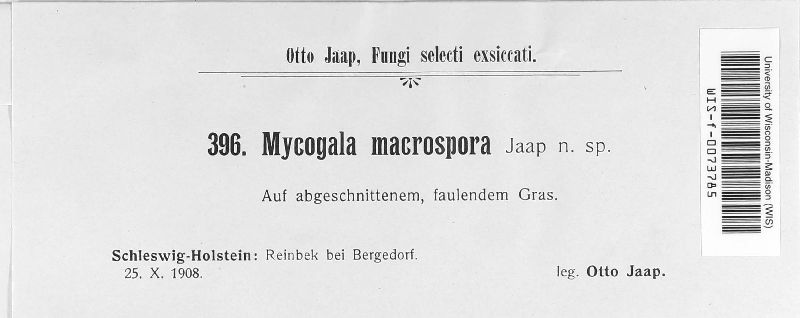 Roumegueriella rufula image