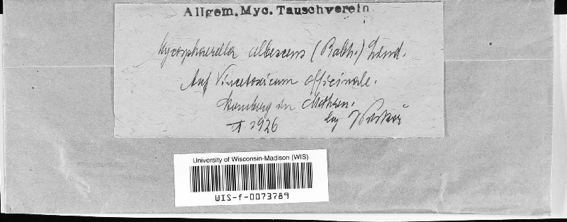 Mycosphaerella albescens image
