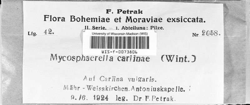Mycosphaerella carlinae image