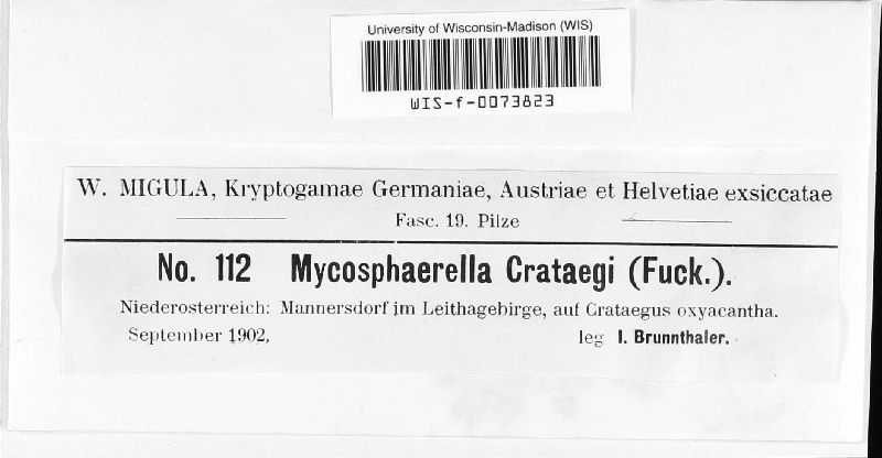 Mycosphaerella crataegi image