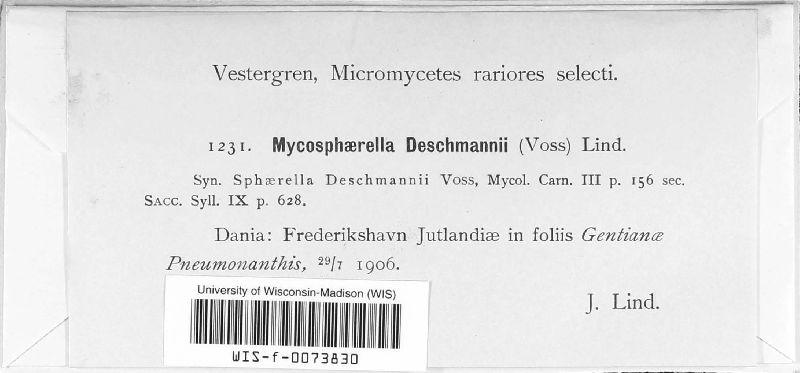 Mycosphaerella deschmannii image