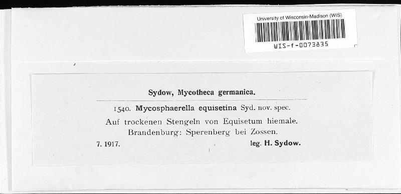 Mycosphaerella equisetina image