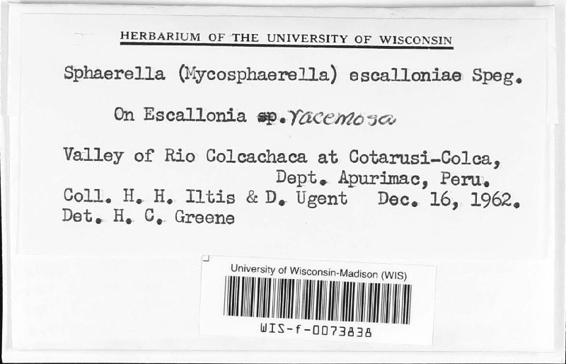 Sphaerella escalloniae image