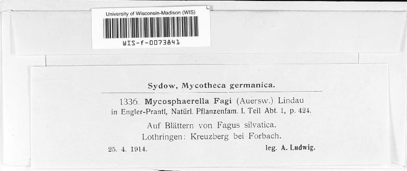 Mycosphaerella fagi image
