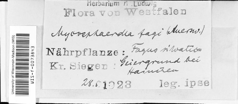 Mycosphaerella fagi image