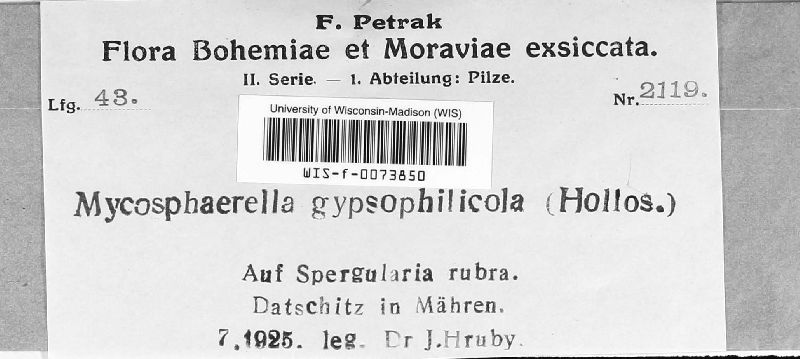 Mycosphaerella gypsophilicola image