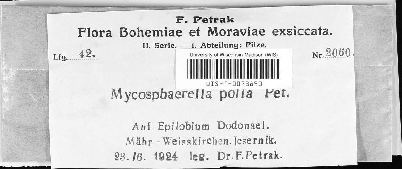 Mycosphaerella polia image