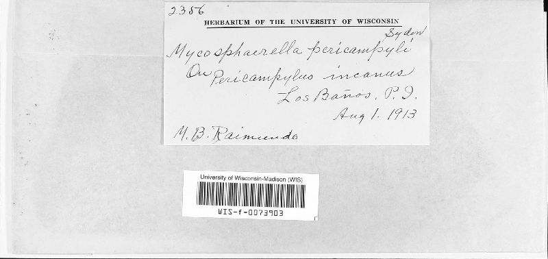 Mycosphaerella incanescens image