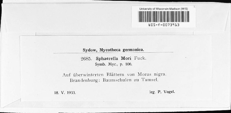 Mycosphaerella mori image