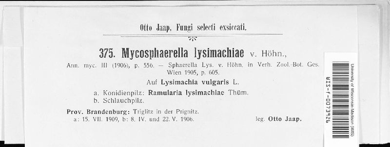 Mycosphaerella lysimachiae image