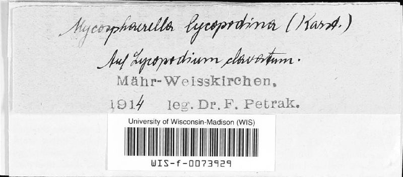 Mycosphaerella lycopodina image