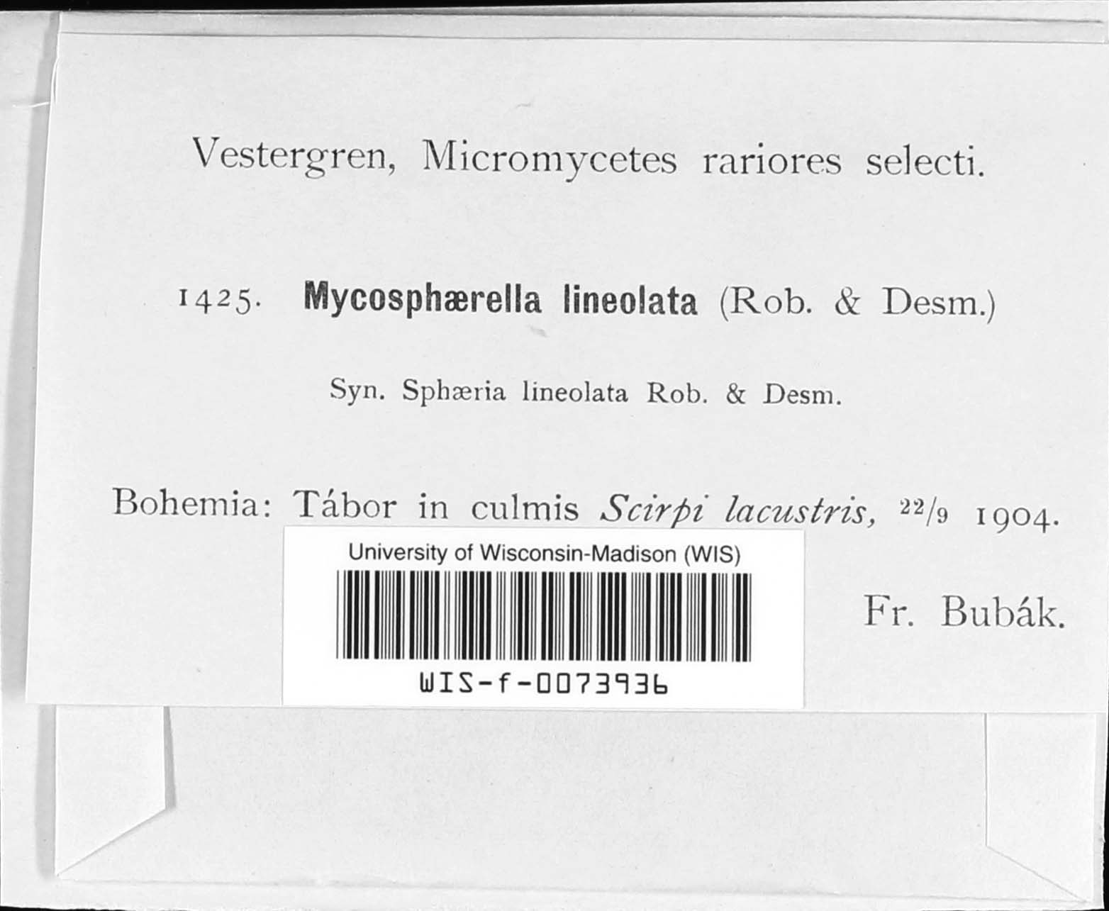 Mycosphaerella lineolata image
