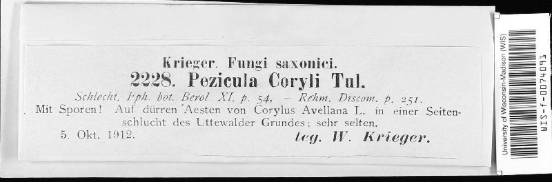Pezicula coryli image