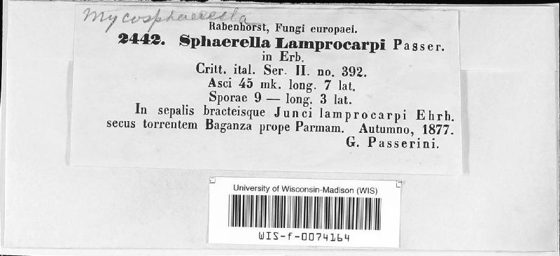Sphaerella lamprocarpi image