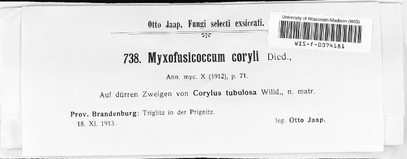 Myxofusicoccum coryli image