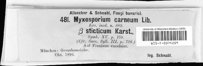 Myxosporium carneum image