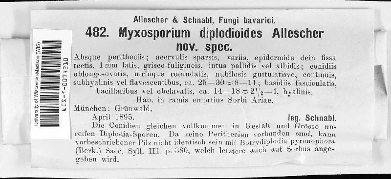 Cryptosporiopsis diplodioides image