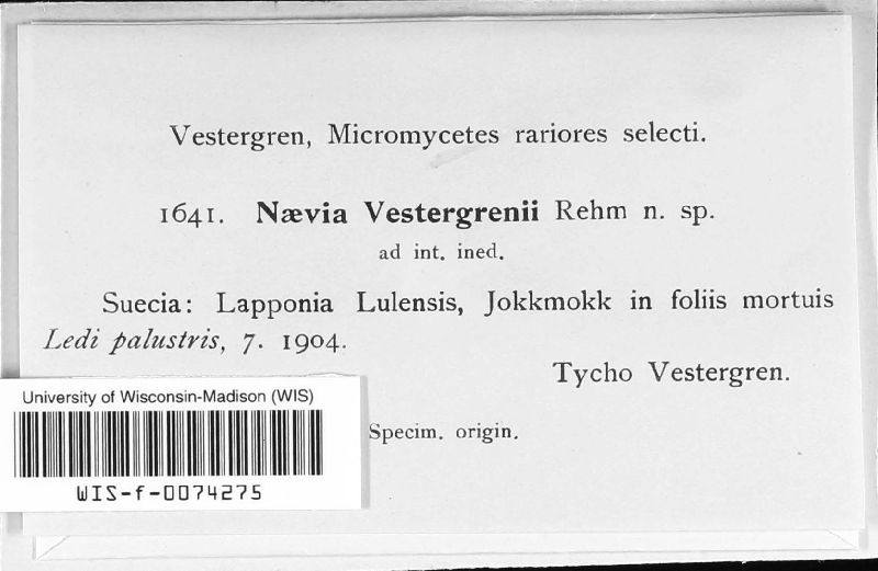 Naevia vestergrenii image