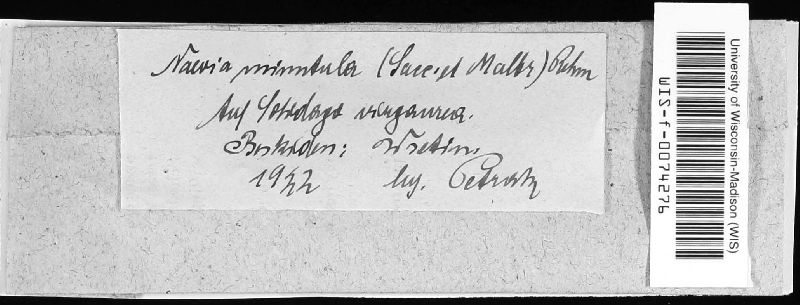 Naevia minutula image