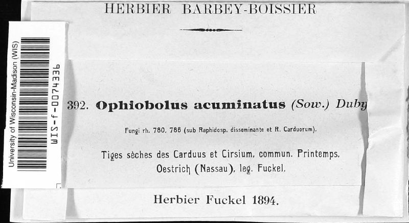 Ophiobolus acuminatus image