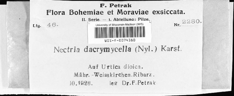 Nectriella dacrymycella image