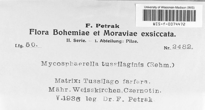 Mycosphaerella tussilaginis image