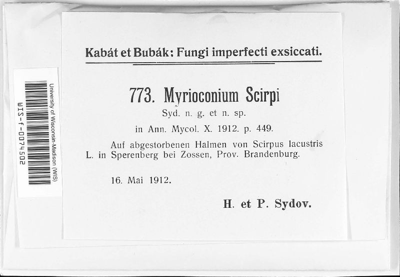 Myrioconium scirpi image