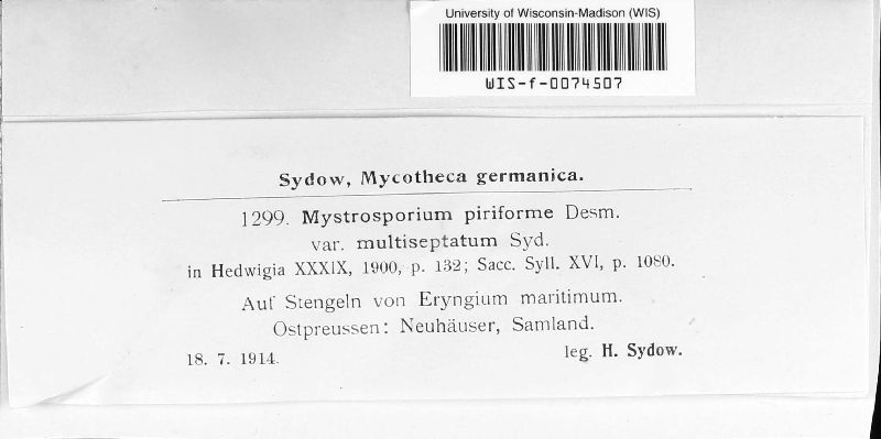 Mystrosporium piriforme image