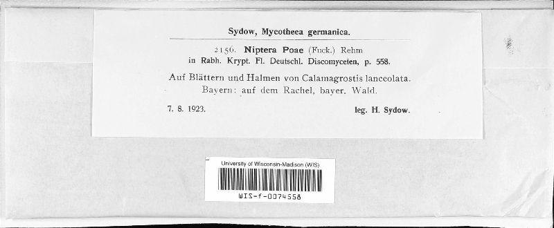 Niptera poae image