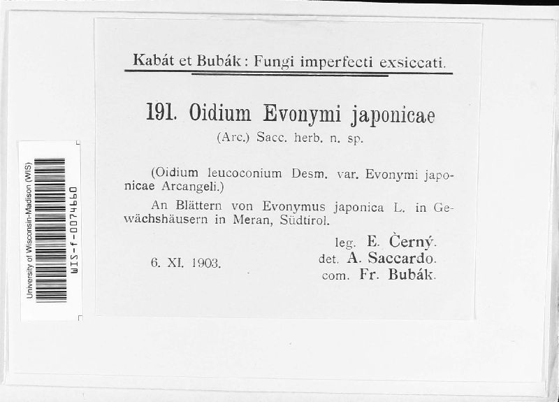 Oidium japonicum image