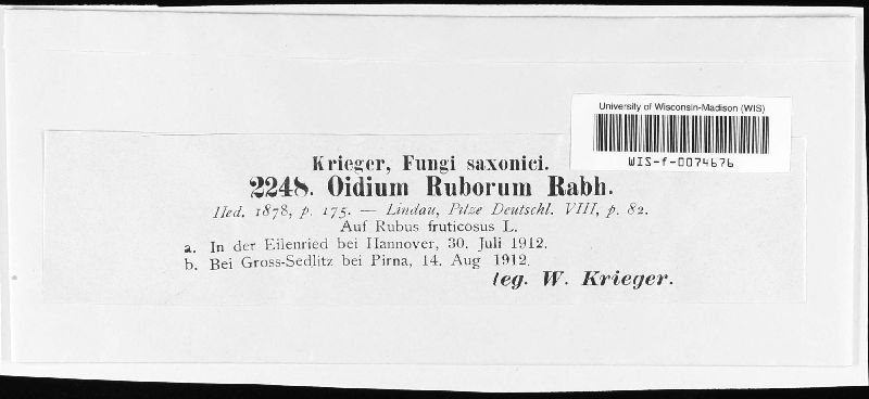 Oidium ruborum image