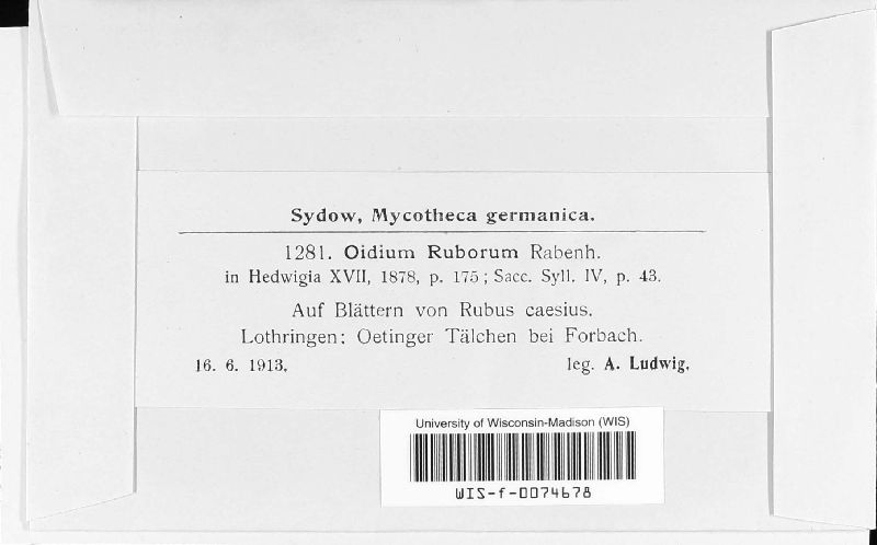 Oidium ruborum image