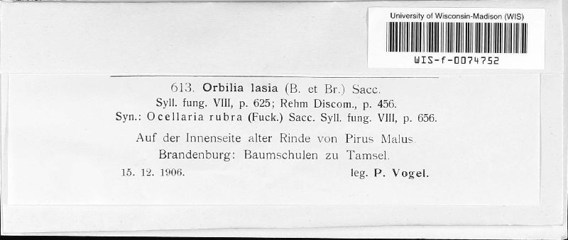 Habrostictis rubra image