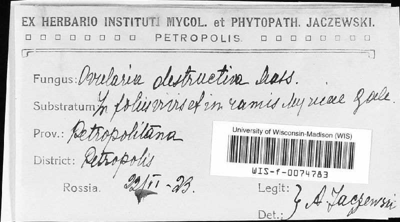 Phacellium image