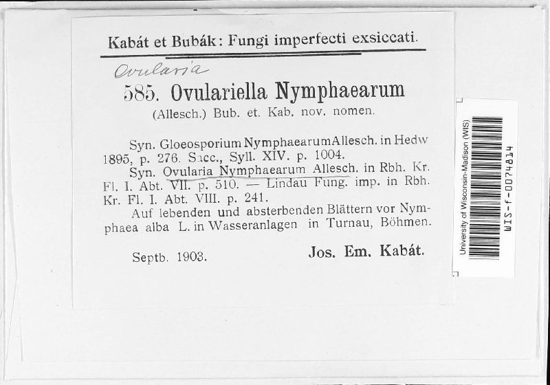 Ovularia nymphaearum image