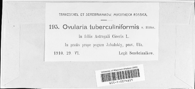 Ovularia tuberculiniformis image