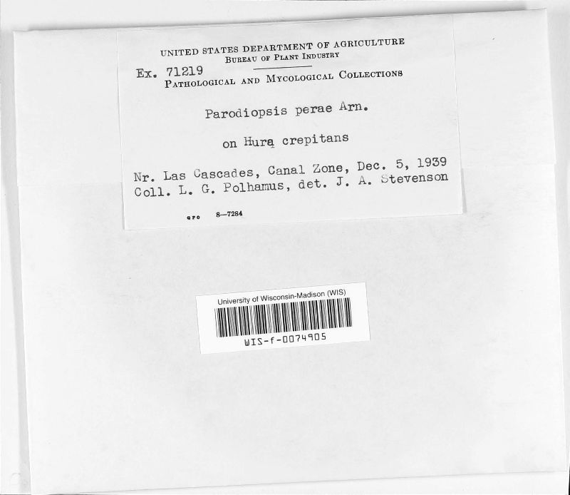 Parodiopsis perae image