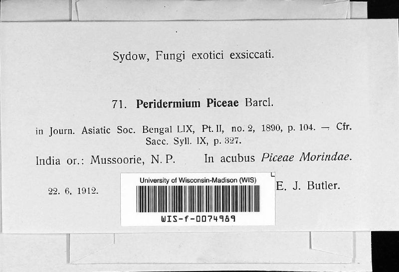 Peridermium piceae image