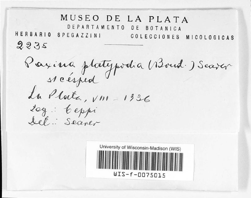 Paxina platypodia image