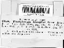 Pestalotia guepinii image