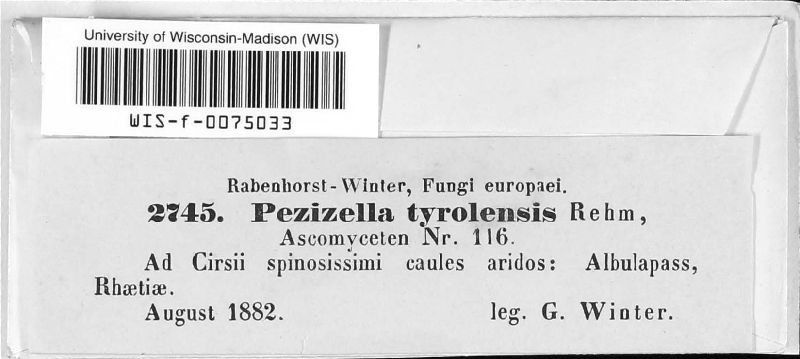 Pezizella tyrolensis image