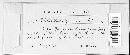 Phacellula gouaniae image