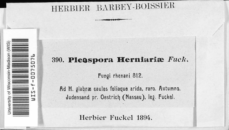 Pleospora herniariae image