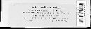 Peronospora lamii image