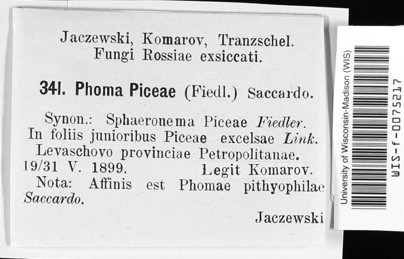 Phoma piceae image
